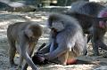 2010-08-24 (614) Aanranding en mishandeling gebeurd ook in de apenwereld